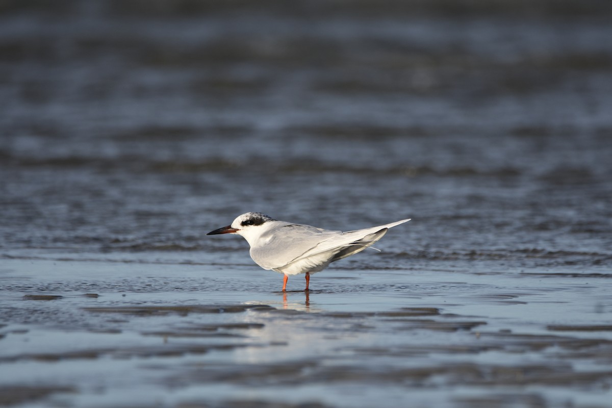 prærieterne - ML648714604