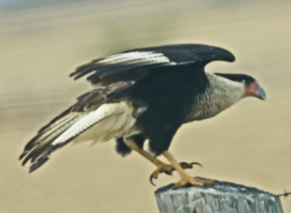 ミナミカラカラ（cheriway ） - ML648714692