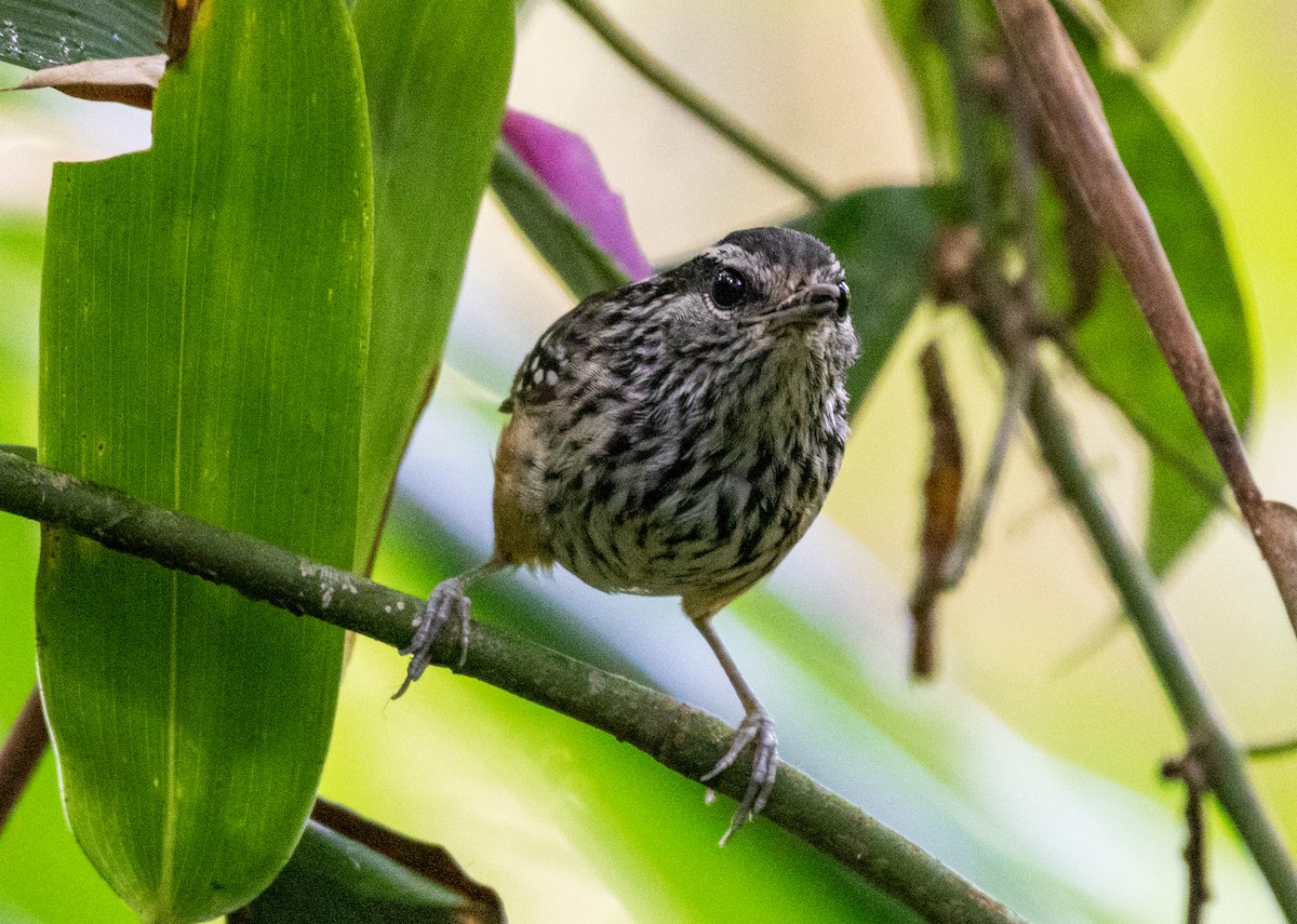 キゴシオナガアリドリ - ML648714937