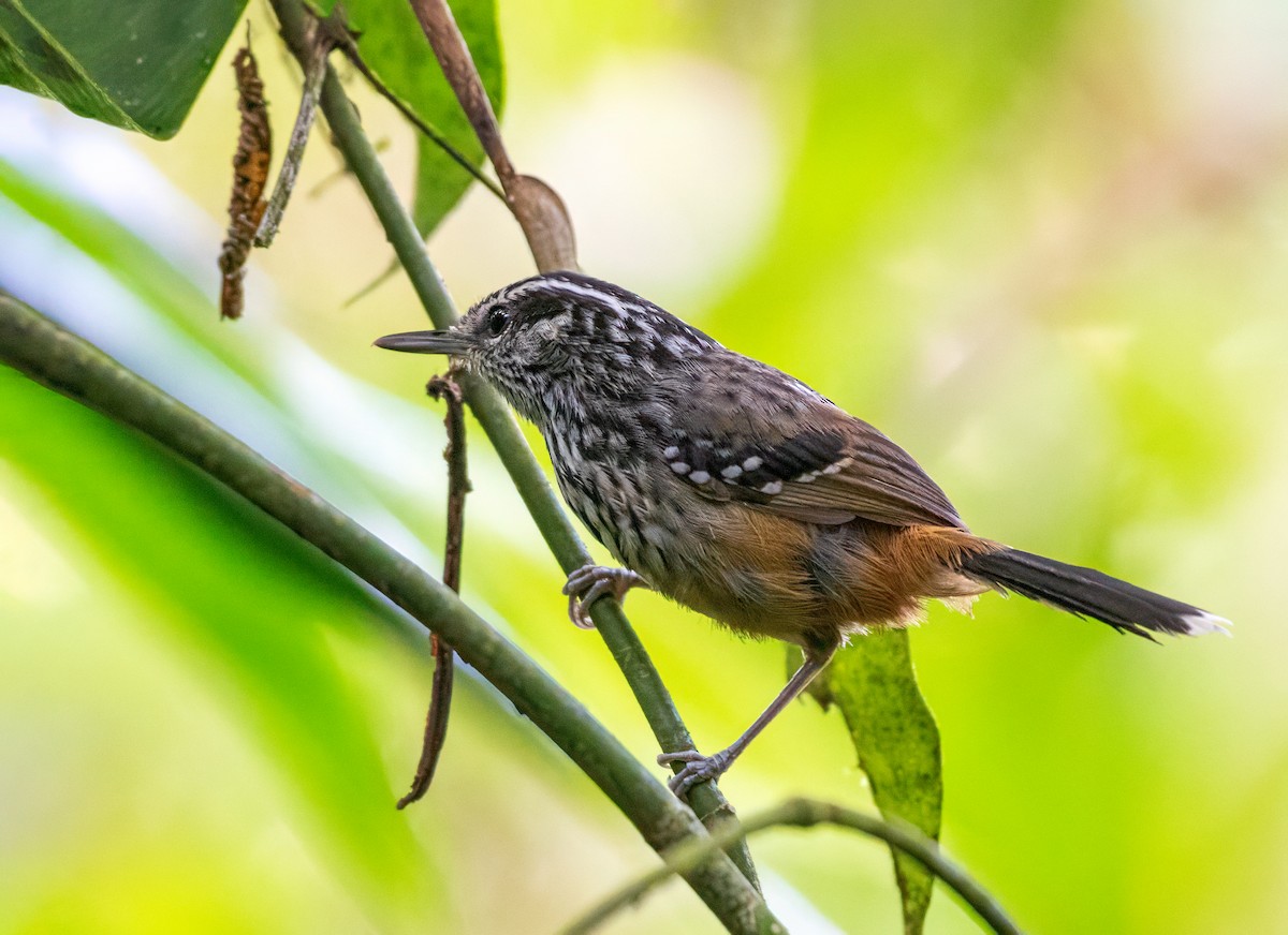 キゴシオナガアリドリ - ML648714938