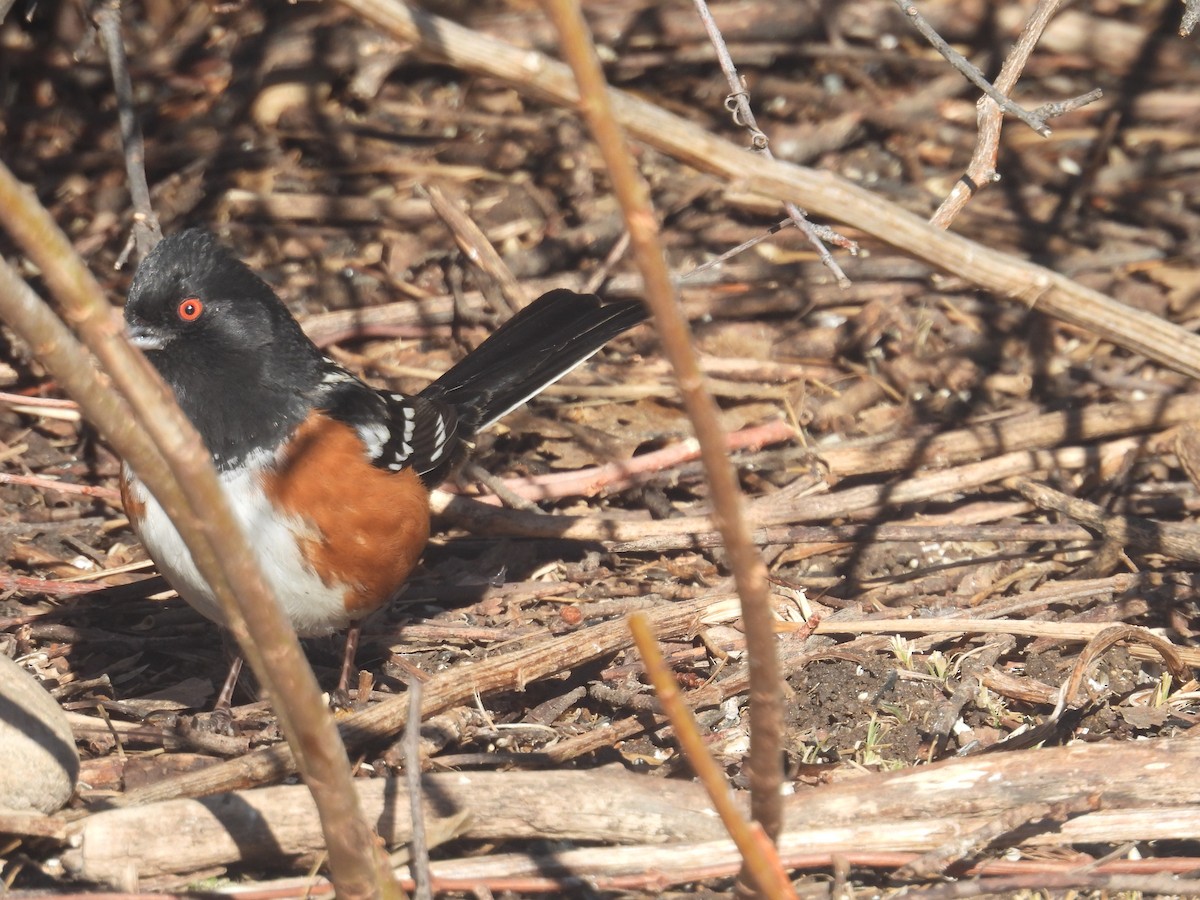 Fleckengrundammer - ML648714956