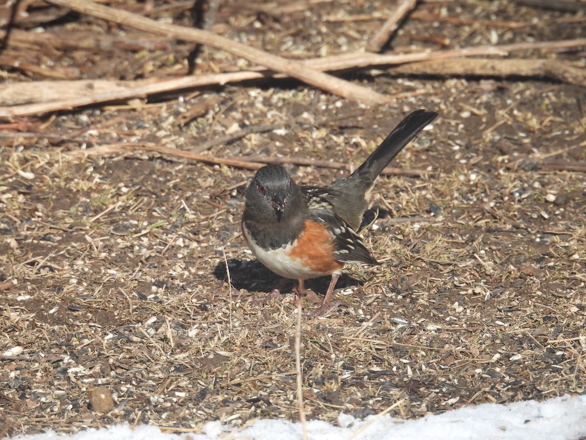 Fleckengrundammer - ML648714957