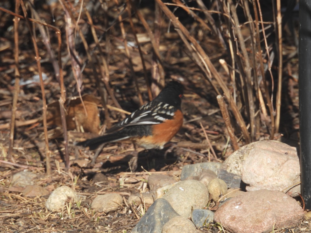 Fleckengrundammer - ML648714958