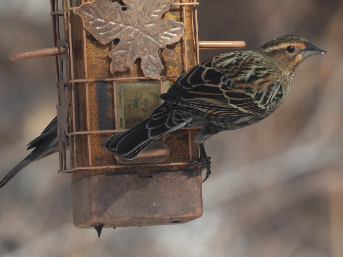 Rotflügelstärling - ML648714997