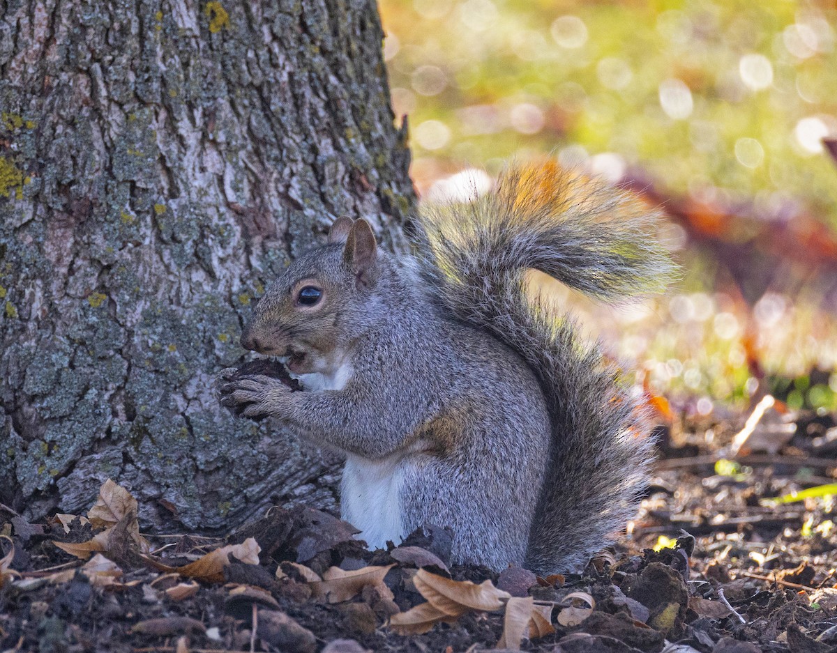 Eastern Gray Squirrel - ML648715182