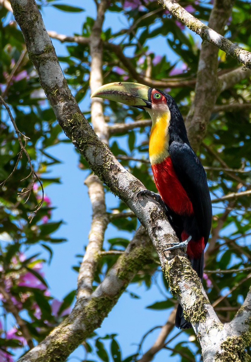 アオハシヒムネオオハシ - ML648715185