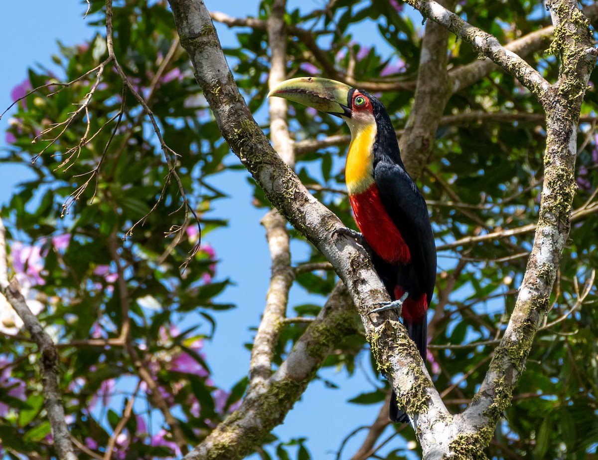 アオハシヒムネオオハシ - ML648715369