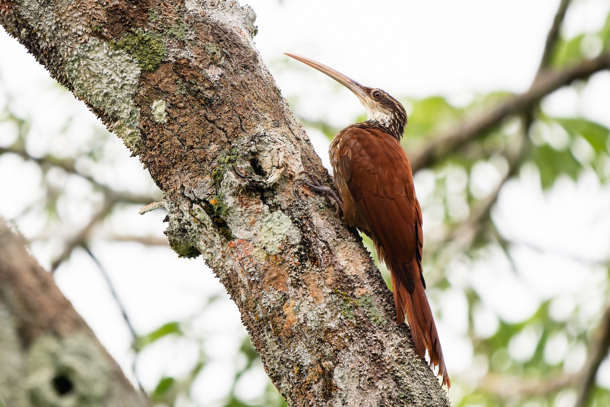 Длинноклювый древолаз - ML648715591