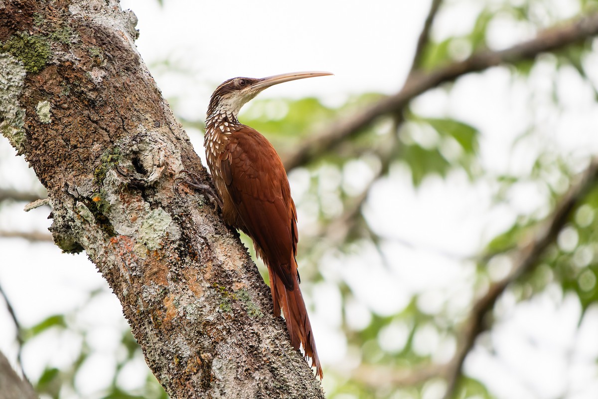 Длинноклювый древолаз - ML648715592