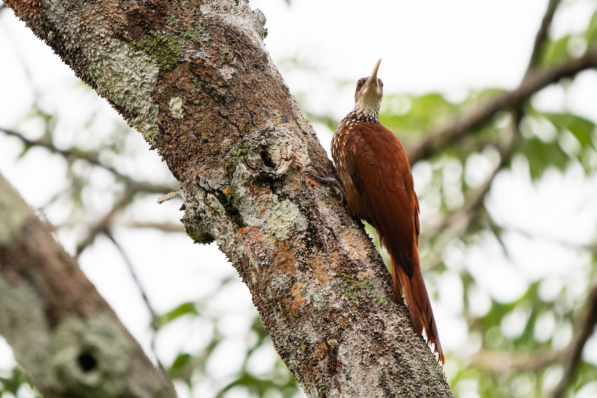 Длинноклювый древолаз - ML648715593