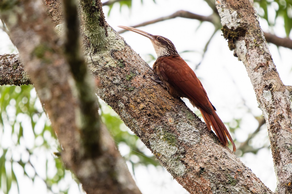 Длинноклювый древолаз - ML648715595