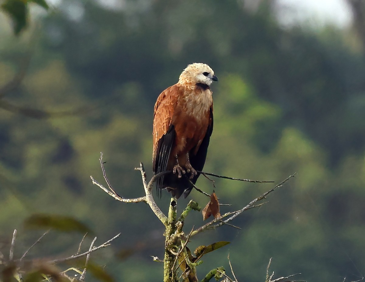 Black-collared Hawk - ML648715631