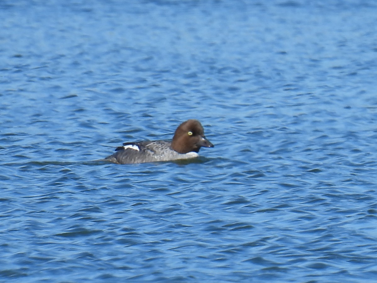 Common Goldeneye - ML648715992