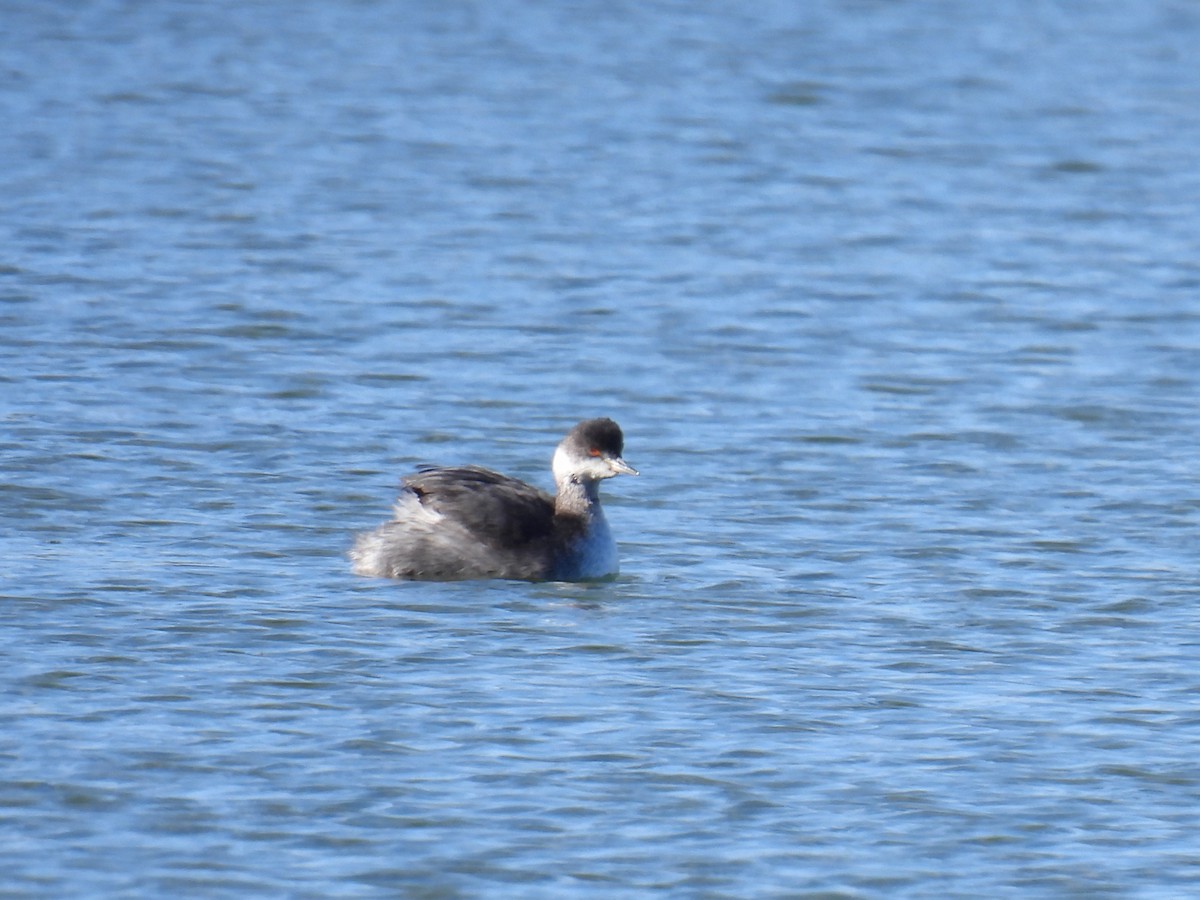 Eared Grebe - ML648716008