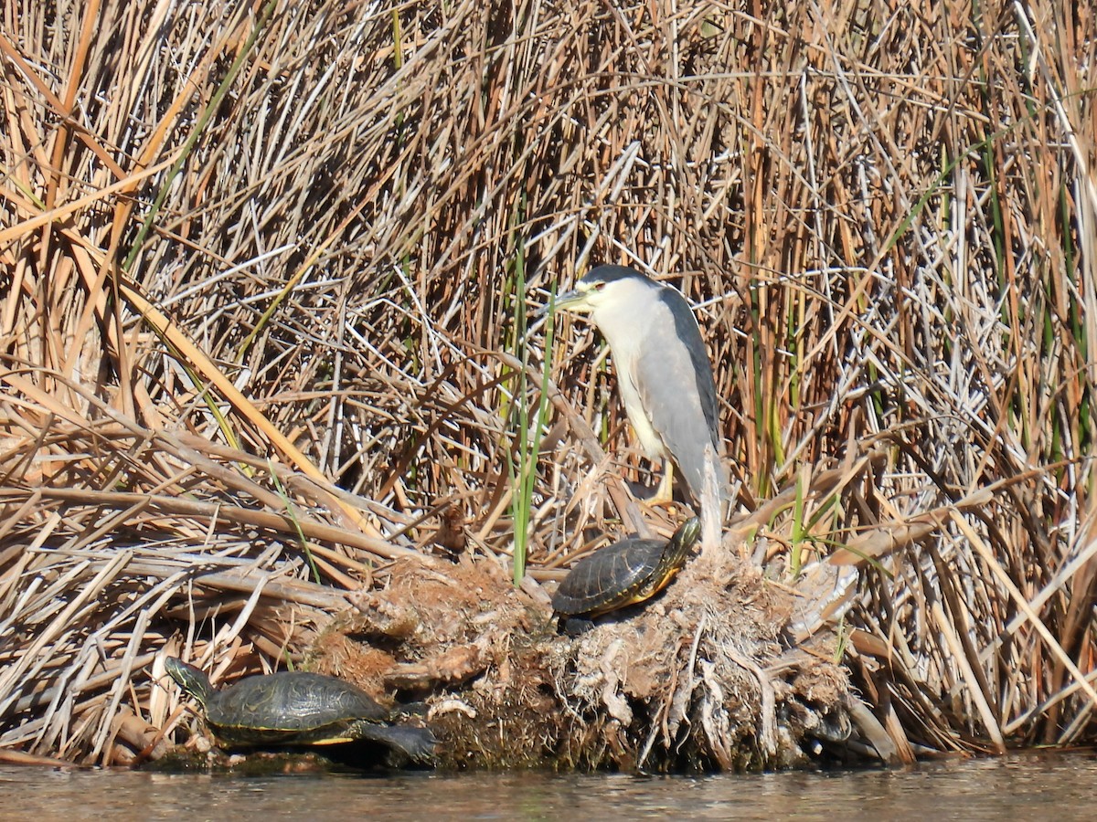 Black-crowned Night Heron - ML648716016