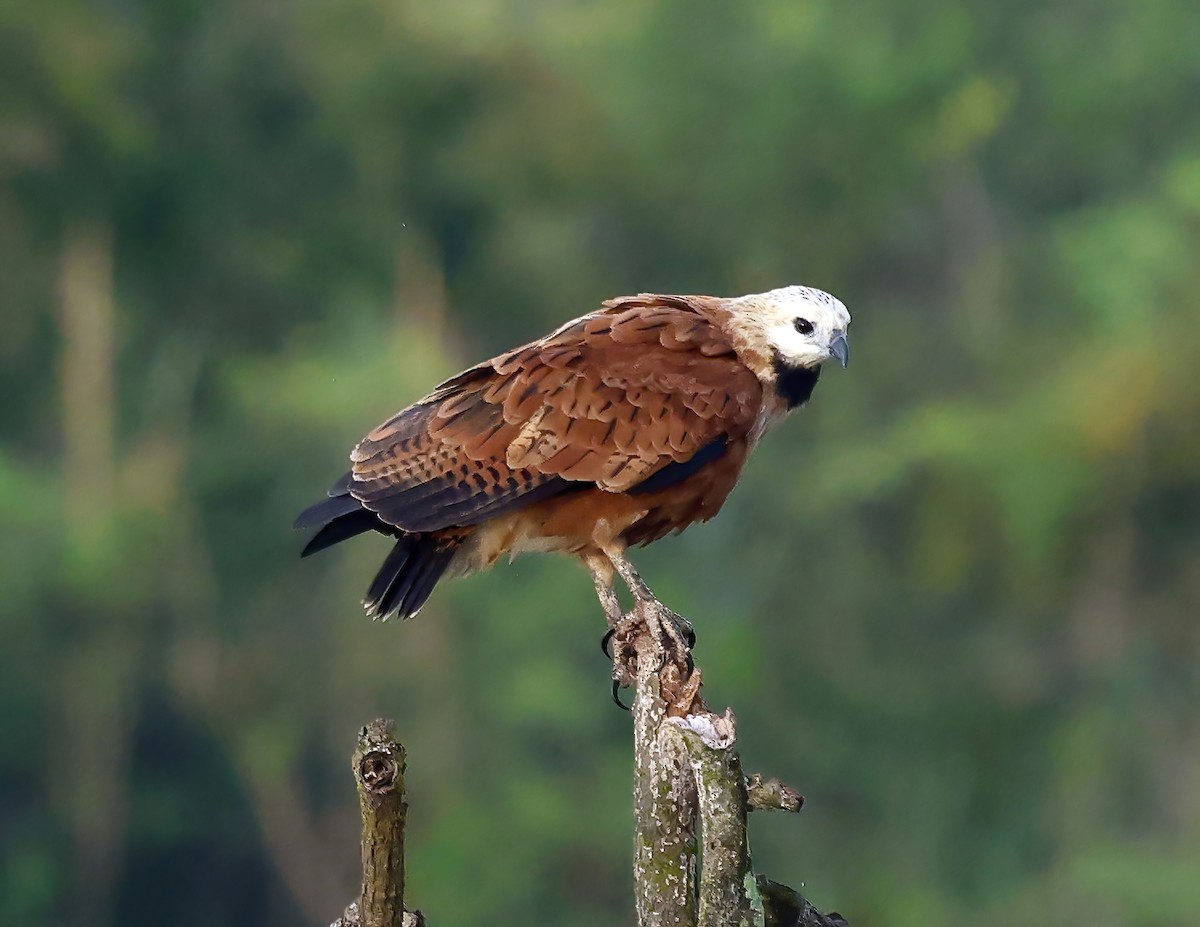 Black-collared Hawk - ML648716171