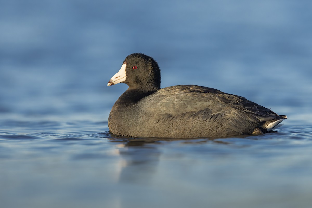 אגמית אמריקנית - ML648716201