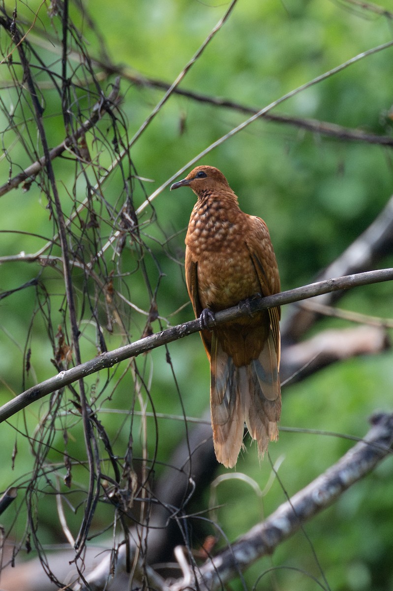 Enggano Cuckoo-Dove - ML648716238