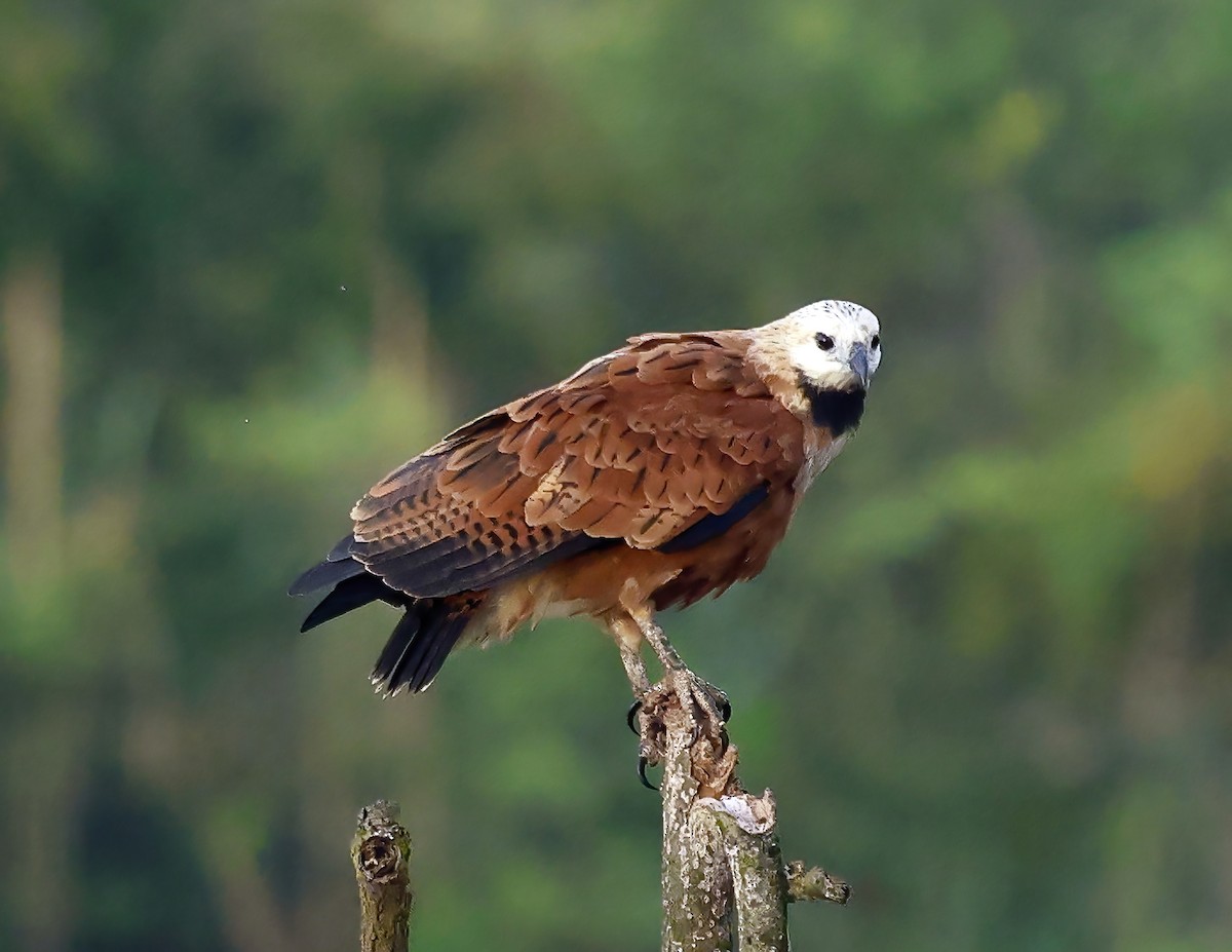 Black-collared Hawk - ML648716473