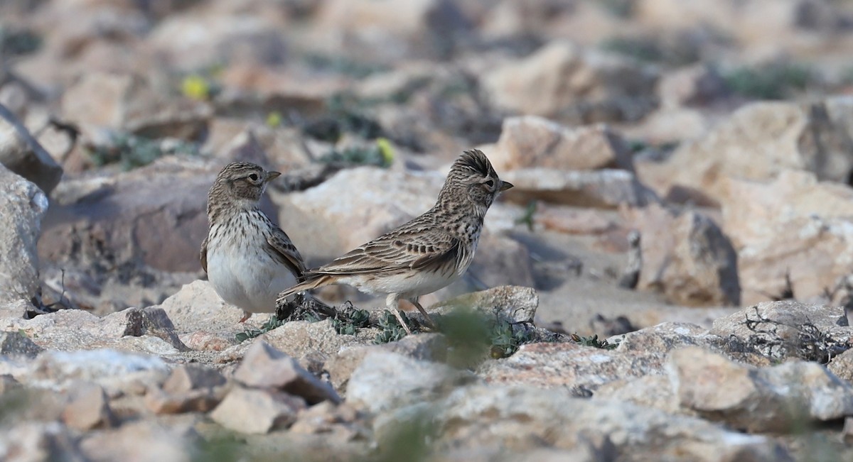 Жайворонок сірий - ML648716514