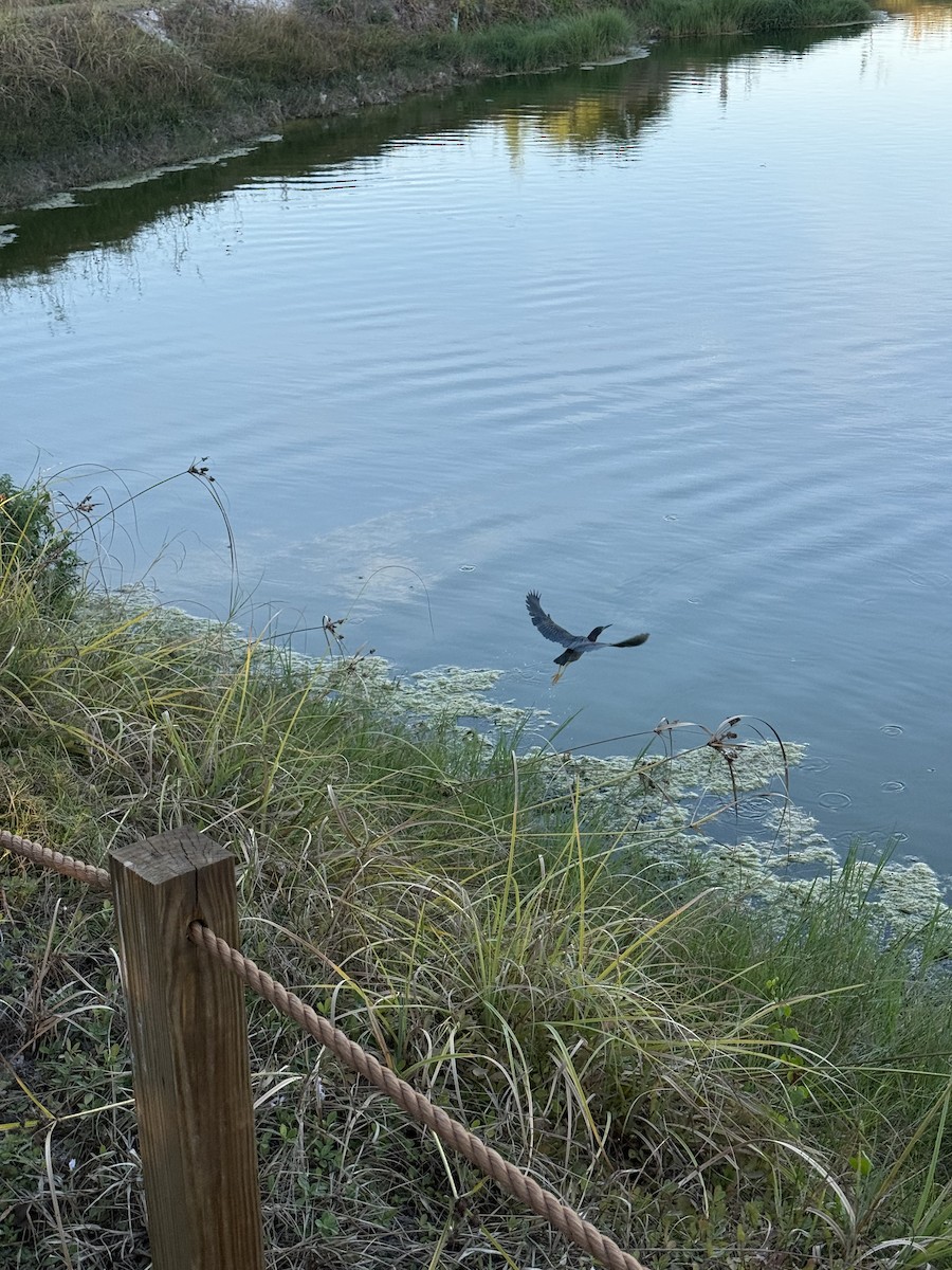 Garcilla Verde - ML648716715