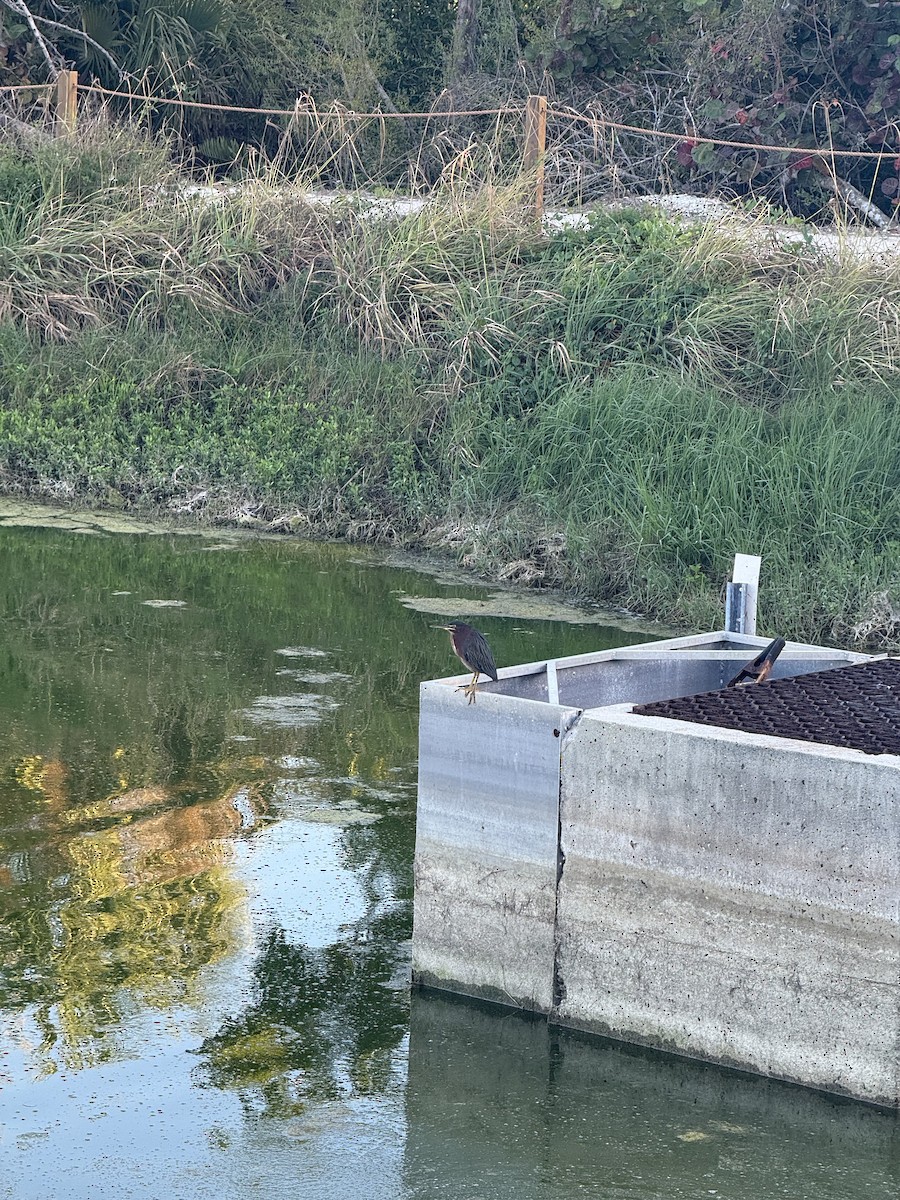 Garcilla Verde - ML648716716