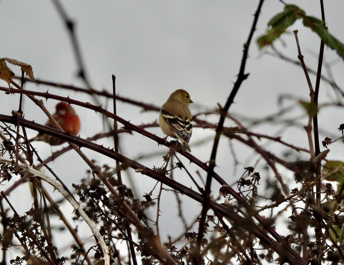 American Goldfinch - ML648716717