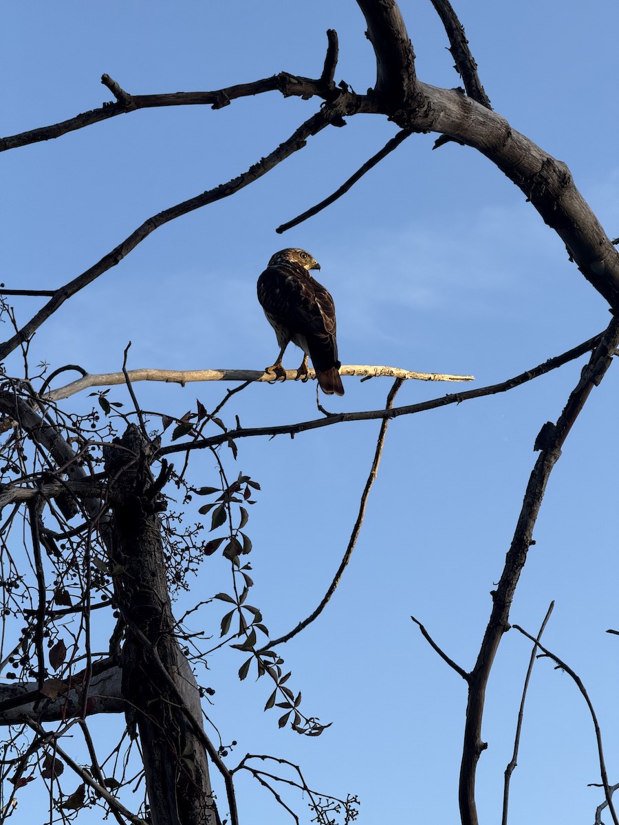 Busardo Aliancho - ML648716741