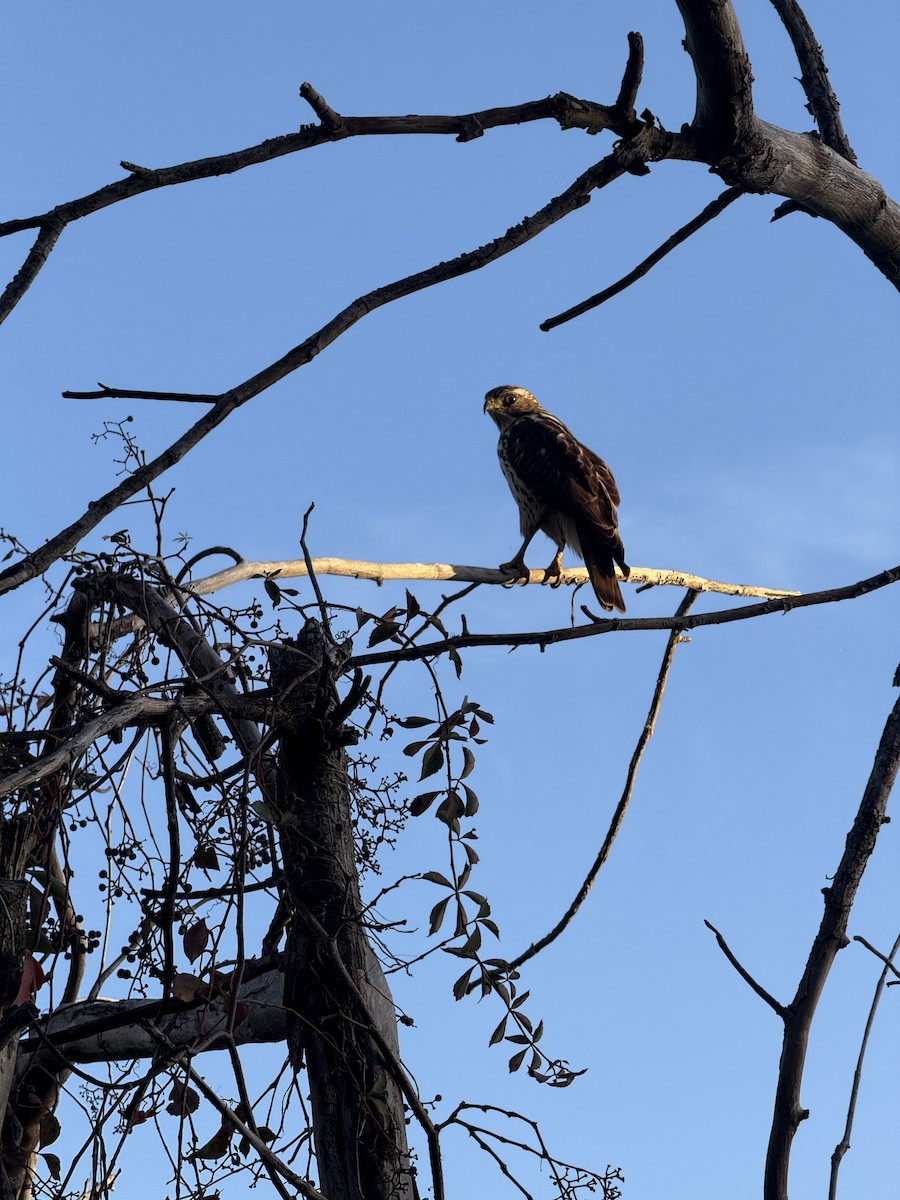 Busardo Aliancho - ML648716742