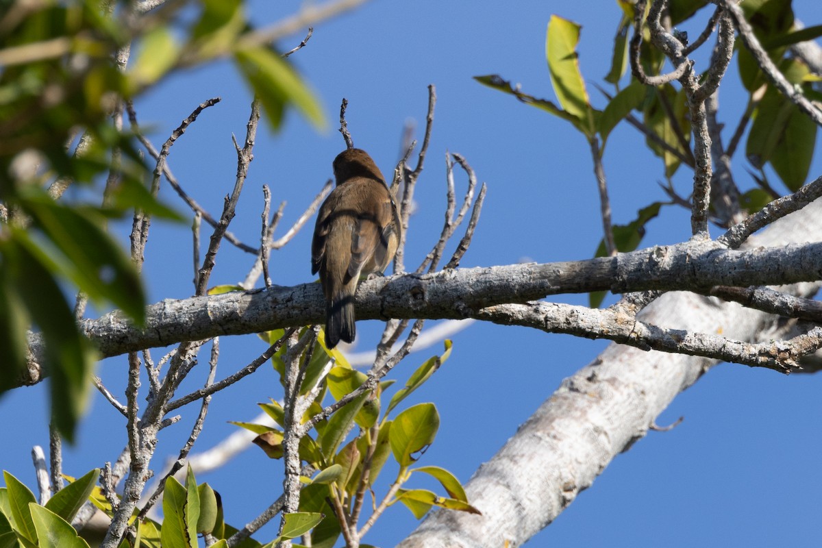 Индиговый колорин - ML648716753