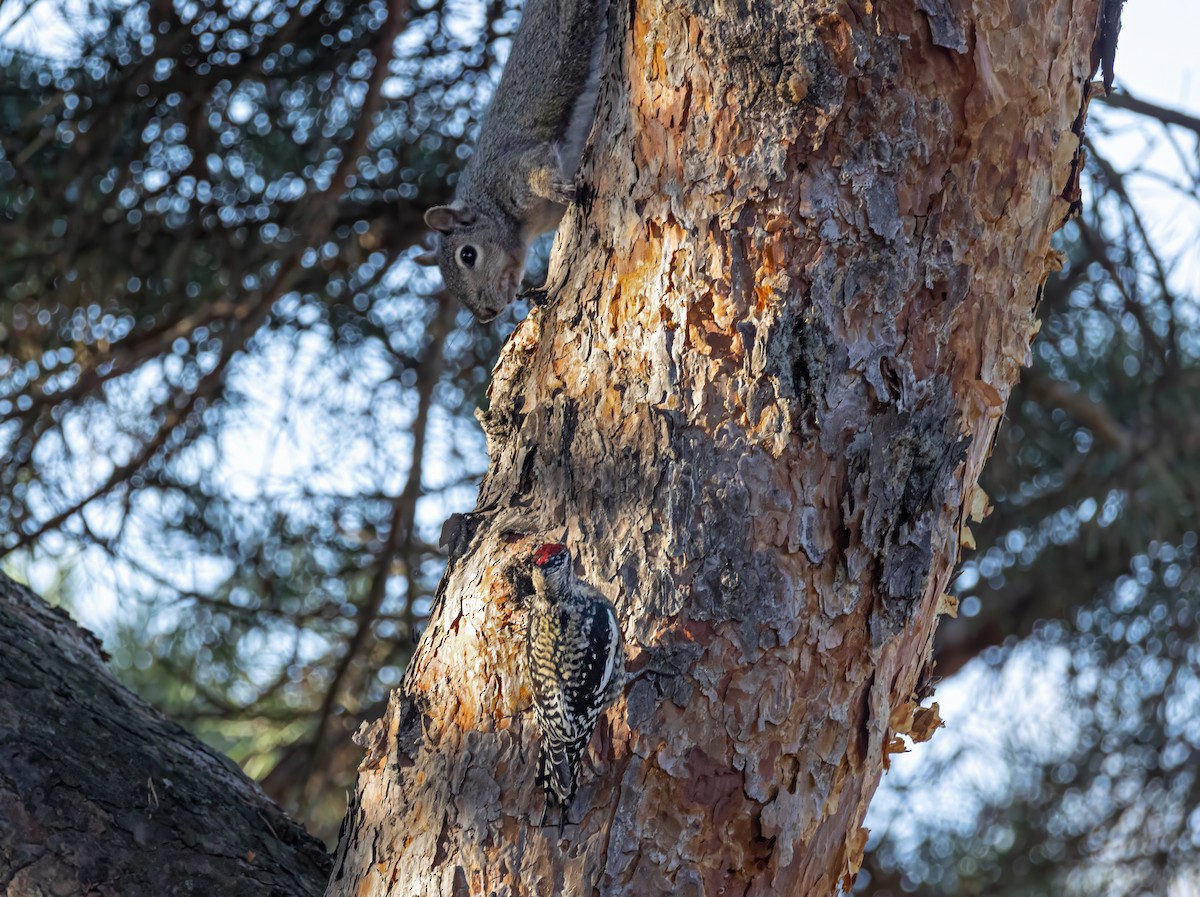 Yellow-bellied Sapsucker - ML648716761