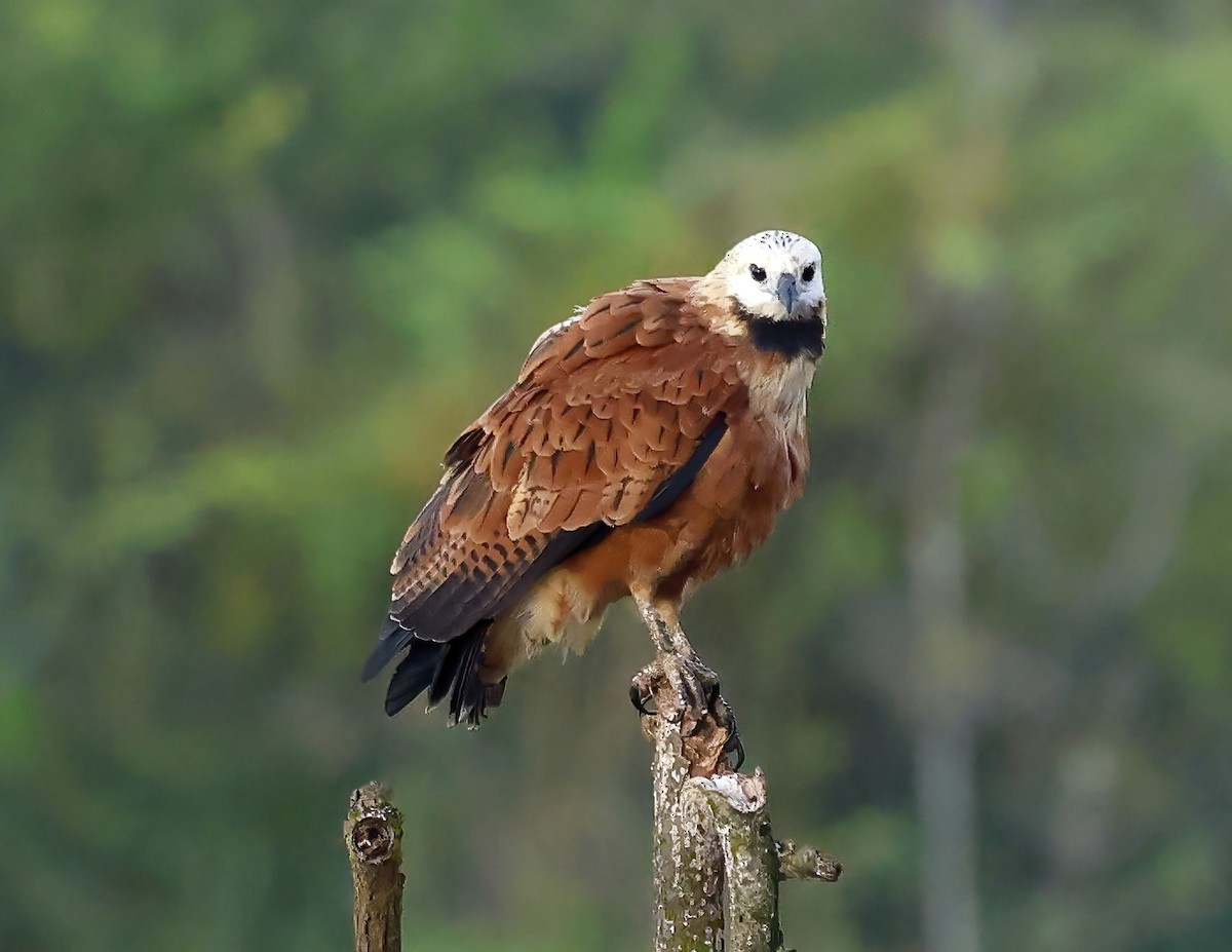 Black-collared Hawk - ML648716773