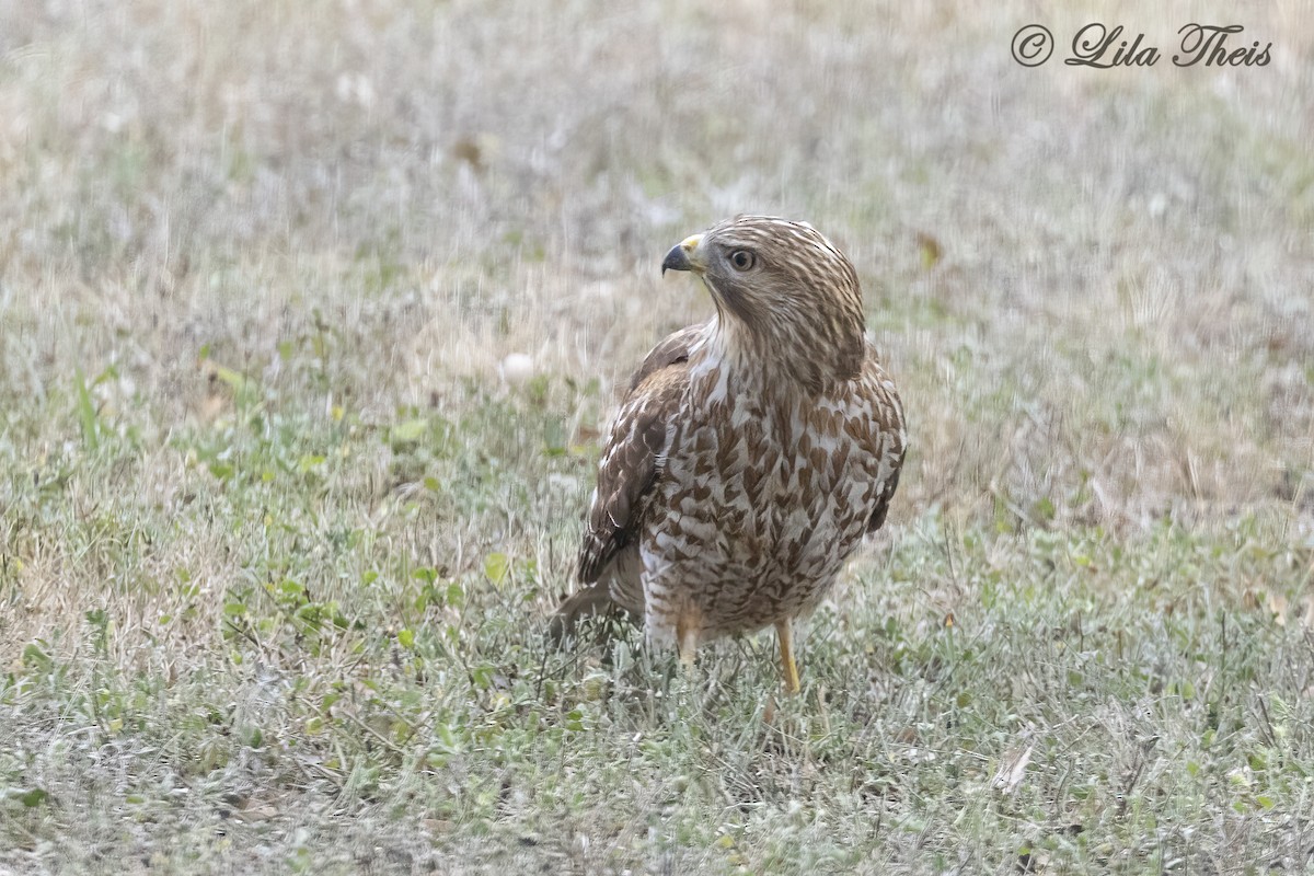 Rotschulterbussard - ML648716784