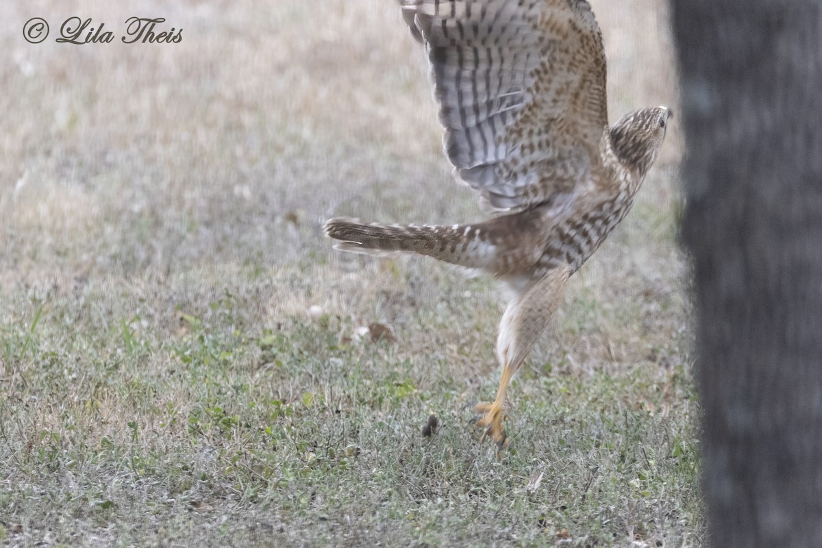 Rotschulterbussard - ML648716785