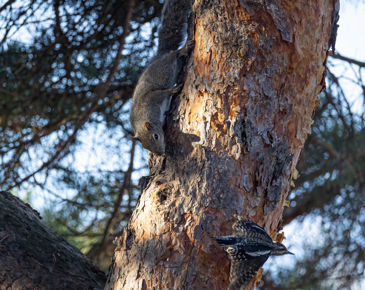 Yellow-bellied Sapsucker - ML648716935