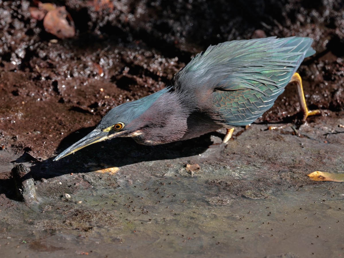 Garcilla Verde - ML648717146