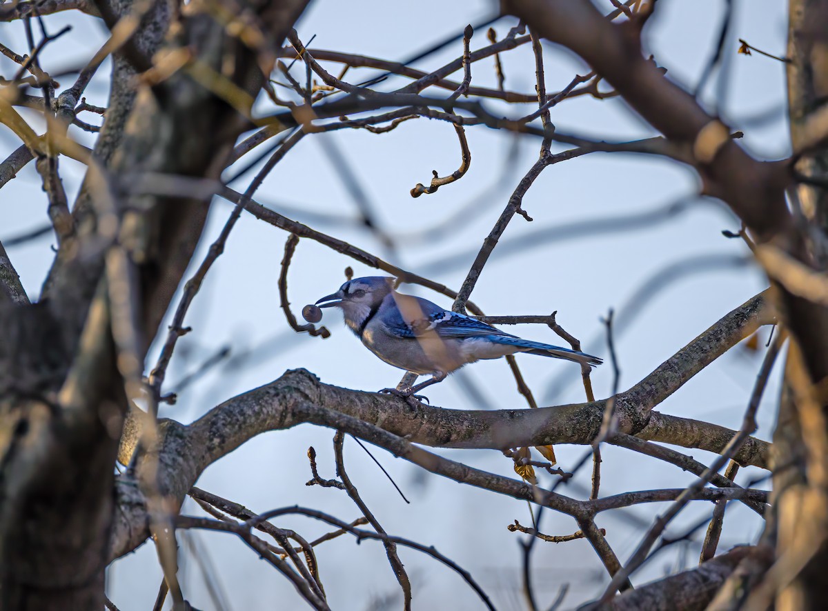 Blue Jay - ML648717212