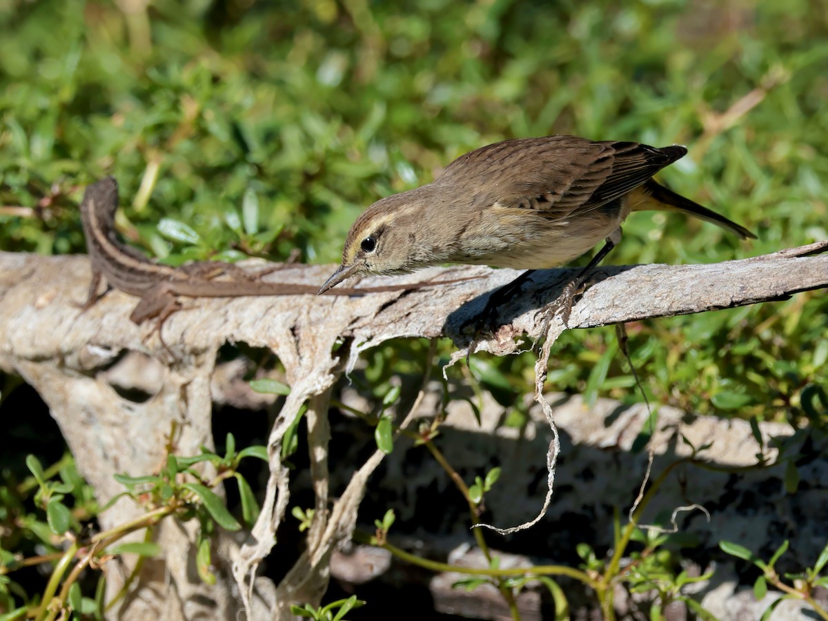Reinita Palmera - ML648717252