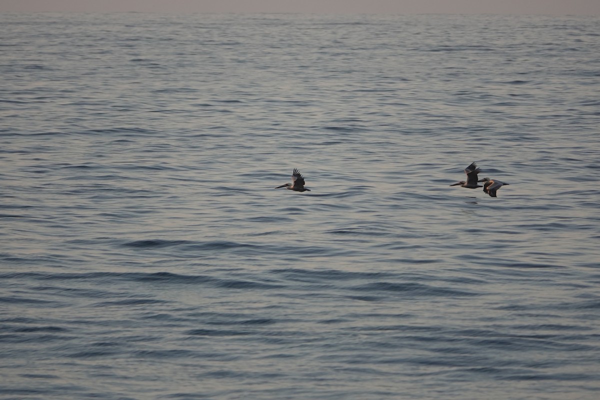 שקנאי חום - ML648717688