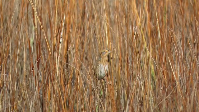 Nelson's Sparrow (Interior) - ML648717821