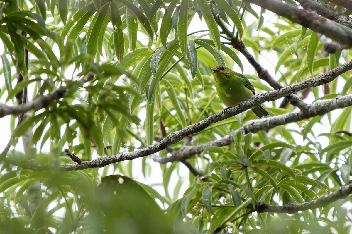 Малахитовый саи - ML648717897