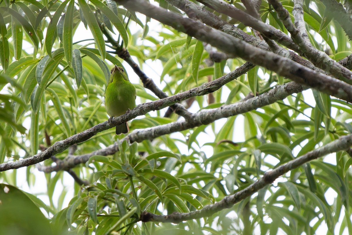 Малахитовый саи - ML648717898