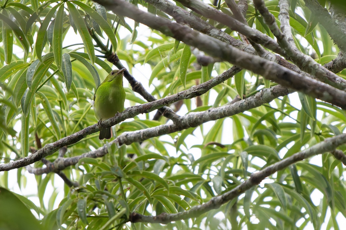 Малахитовый саи - ML648717899