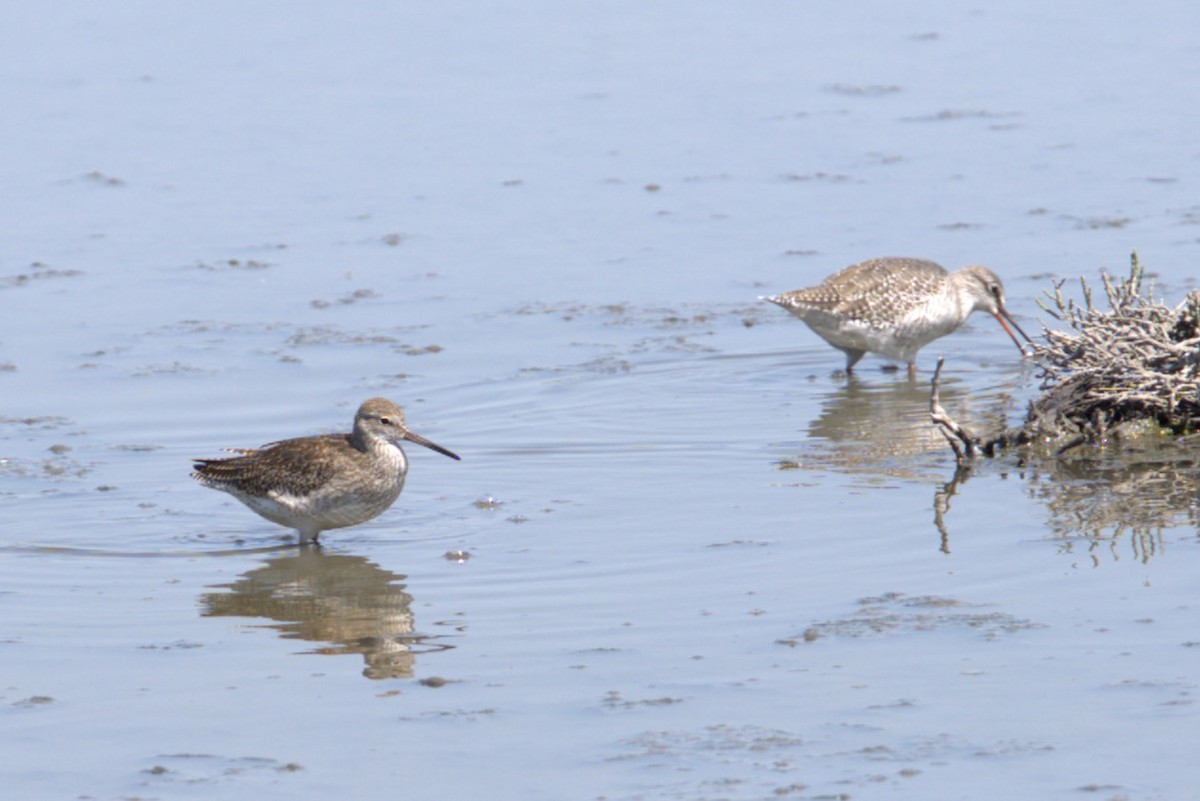 ביצנית אדומת-רגל - ML648718315