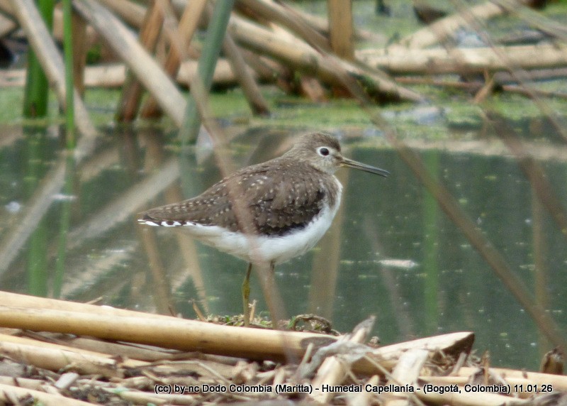 コシグロクサシギ - ML648718385