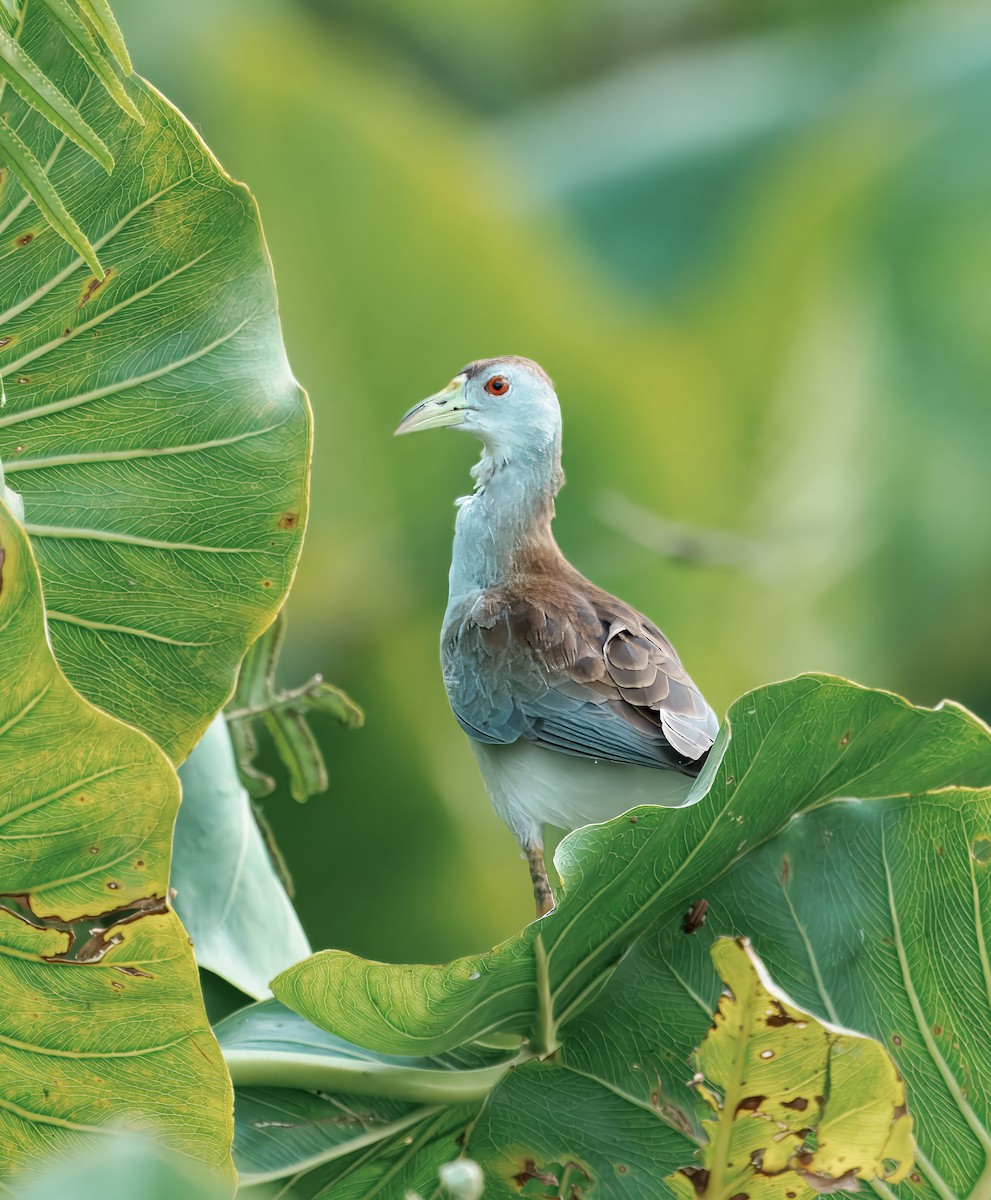 Лазурная султанка - ML648718538