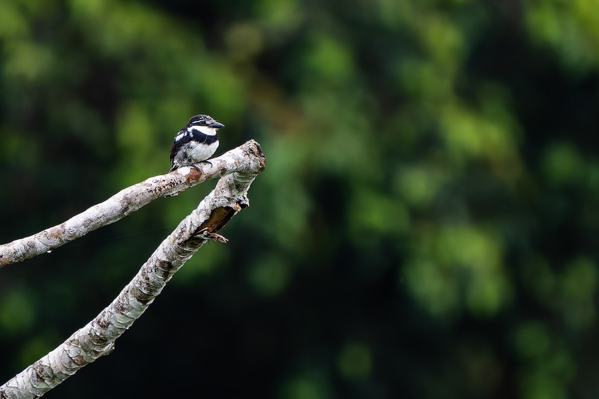 Пегая пуховка - ML648718747