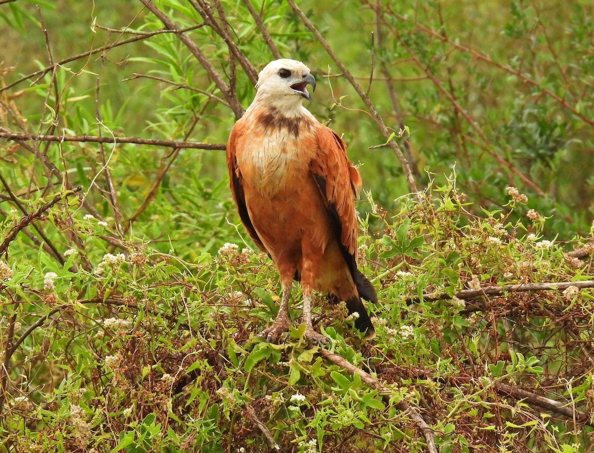 Black-collared Hawk - ML648718790