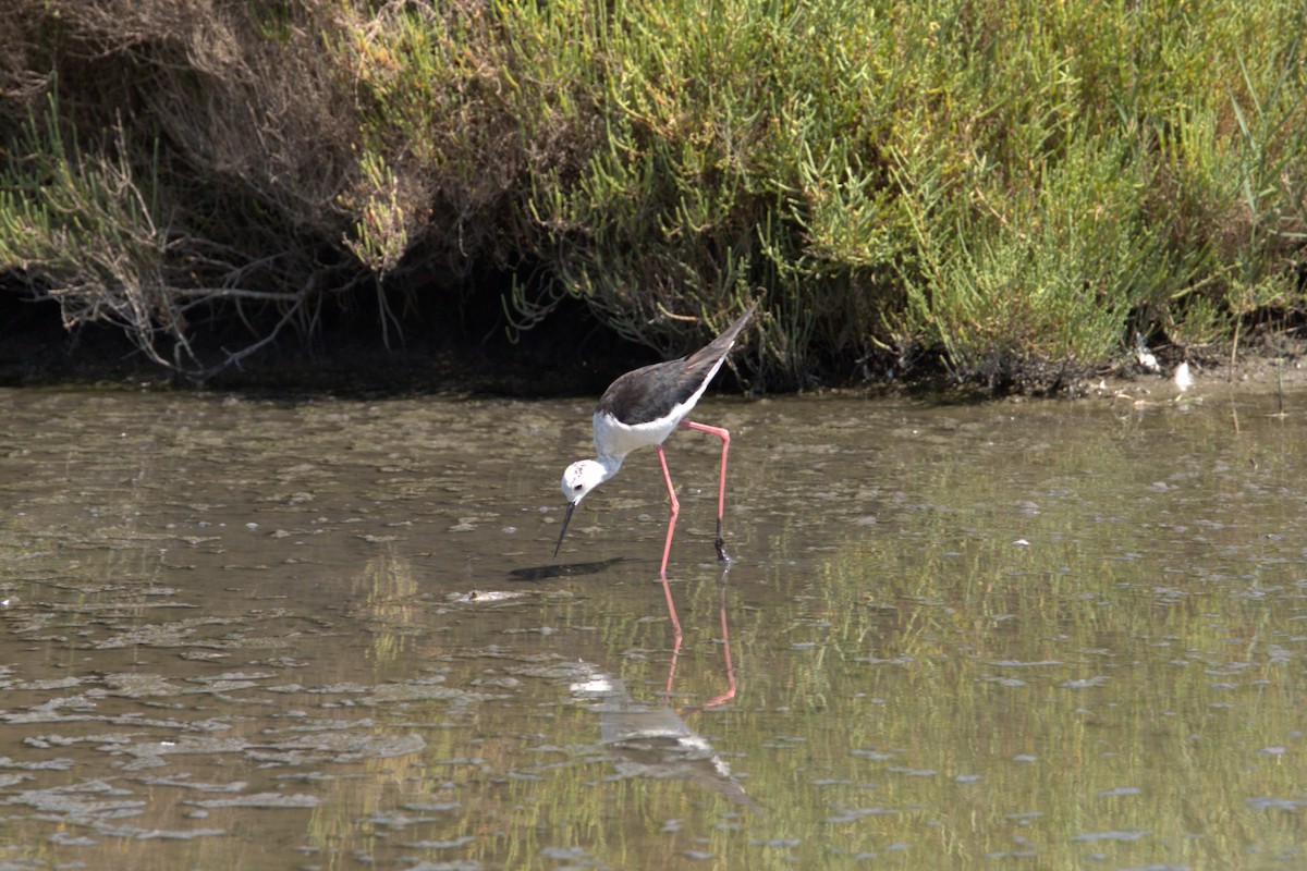 תמירון - ML648718971