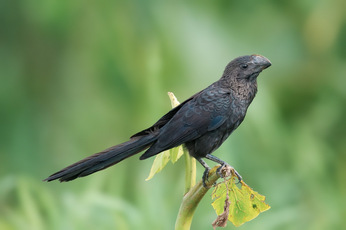 Большая ани - ML648719104